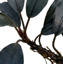 Dark green glossy bucephalandra black swan leaves with prominent veins growing from a thick brown stem