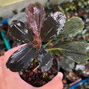 Glossy dark purple and green bucephalandra black theia aquatic plant with broad leaves in a black pot