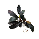 Dark green bucephalandra black venty aquatic plant with glossy elongated leaves and visible roots for aquarium use