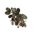 Bucephalandra blue bell aquatic plant with dark green glossy leaves and visible roots in soil for aquarium use