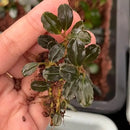 Bucephalandra Blue Bell is a small glossy dark green aquatic plant with broad leaves and visible roots on damp soil