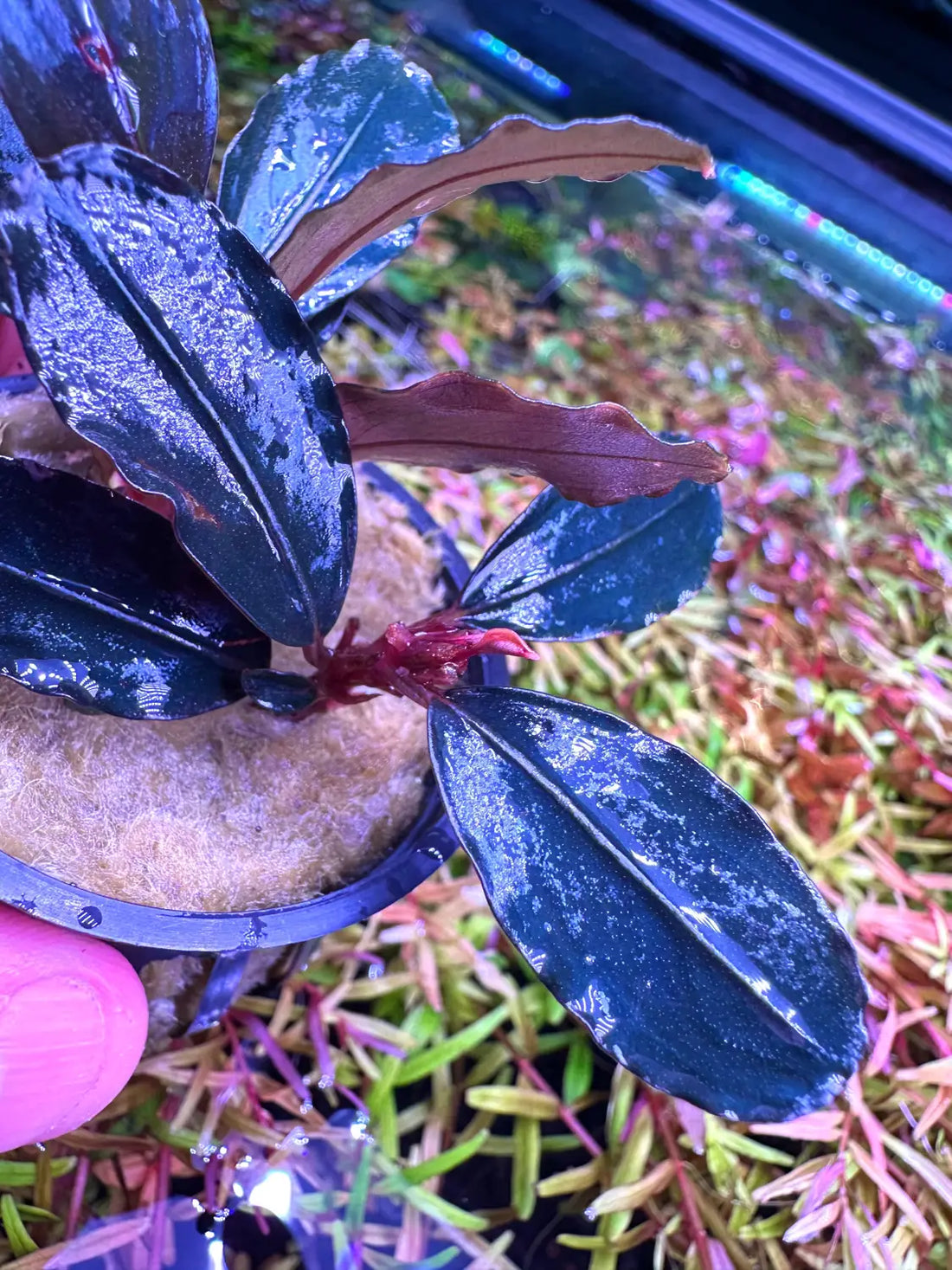 Bucephalandra Blue Diamond Subtle Blue Sheen | Aquatic Motiv Bucephalandra Blue Diamond Subtle Blue Sheen | Aquatic Motiv