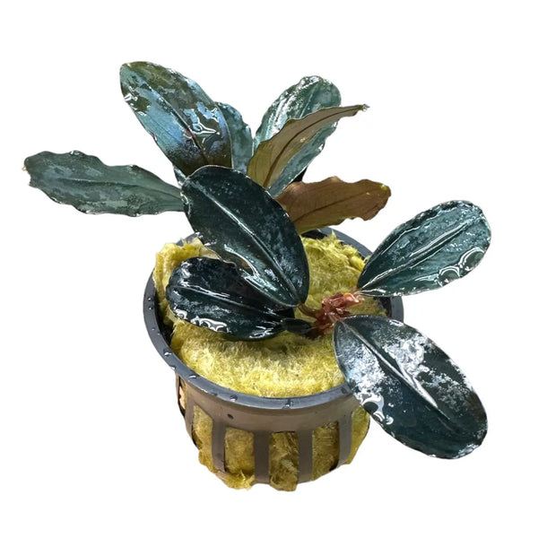 Bucephalandra Blue Diamond Subtle Blue Sheen | Aquatic Motiv