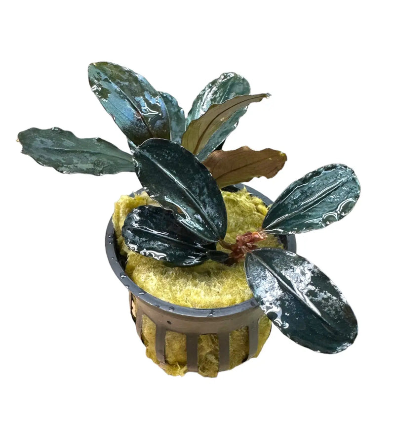 Bucephalandra Blue Diamond Subtle Blue Sheen | Aquatic Motiv