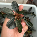 A hand holds a bucephalandra blue king metallic plant with dark glossy leaves and reddish stems