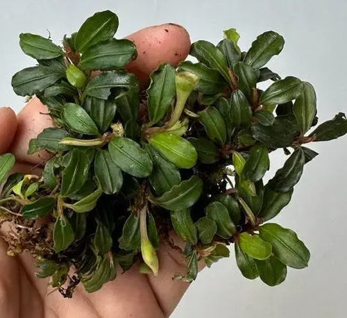ブセファランドラ boyan Bucephalandra Boyan Compact Growth for