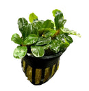 Bucephalandra Boyan: lush green aquatic plant in black net pot