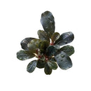 A dark green Bucephalandra Brilliant JD aquatic plant with glossy broad leaves and subtle reddish stems