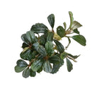 A lush Bucephalandra Brownie Blue 2013 aquatic plant with dark green glossy oval leaves and subtle brown stems