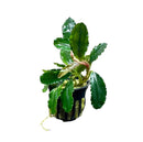 Bucephalandra Brownie Blue plant in black pot with green wavy leaves