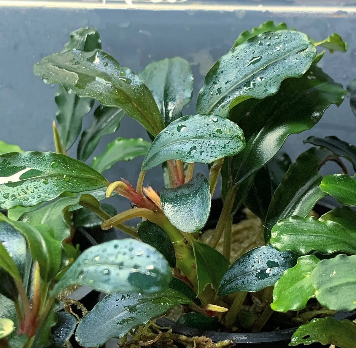 Bucephalandra Brownie Blue Cool Tones for Low Tech | Aquatic Motiv Bucephalandra Brownie Blue Cool Tones for Low Tech | Aquatic Motiv