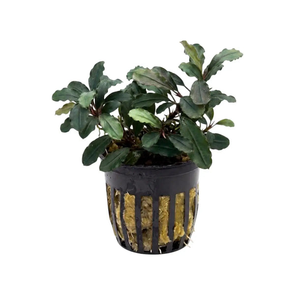 Bucephalandra Brownie Blue Cool Tones for Low Tech | Aquatic Motiv