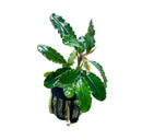 Bucephalandra Brownie Blue: lush green wavy leaves with pink bud