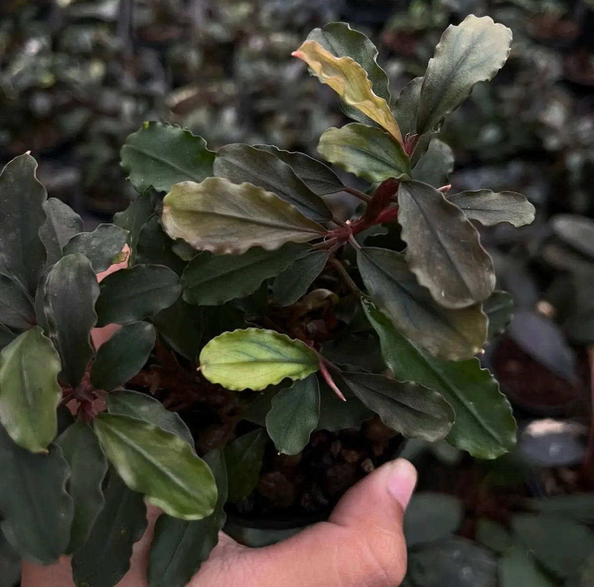 Bucephalandra Brownie Blue Cool Tones for Low Tech | Aquatic Motiv