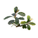 Bucephalandra Brownie Falcon aquatic plant with glossy dark green leaves and a single creamy white flower blooming