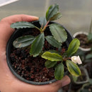 A small potted bucephalandra brownie falcon with glossy green serrated leaves and a delicate white flower blooming
