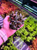 Bucephalandra Brownie Ghost: hand holding potted purple aquatic plants