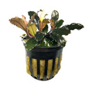 Bucephalandra Brownie Ghost in black pot with variegated green-brown leaves