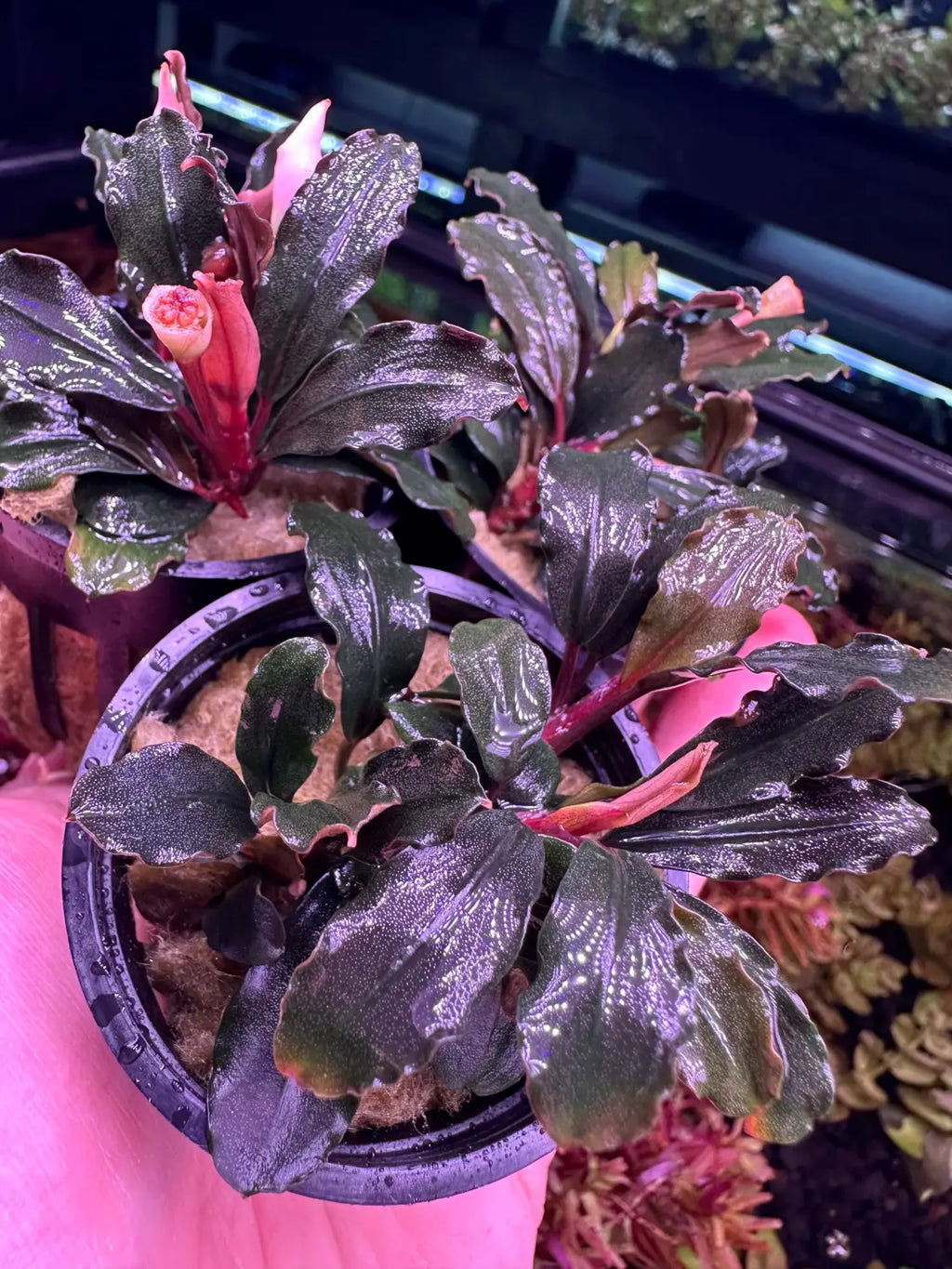 Bucephalandra Brownie Ghost Pale Veins Subtle Color | Aquatic Motiv Bucephalandra Brownie Ghost Pale Veins Subtle Color | Aquatic Motiv