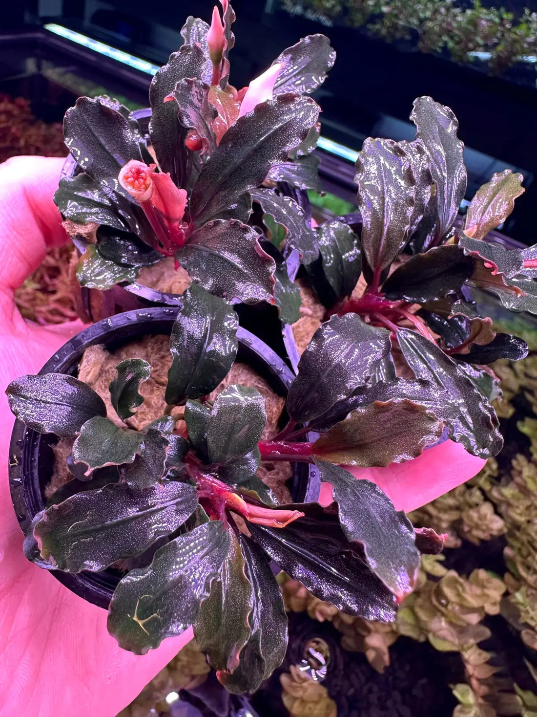Bucephalandra Brownie Ghost Pale Veins Subtle Color | Aquatic Motiv Bucephalandra Brownie Ghost Pale Veins Subtle Color | Aquatic Motiv