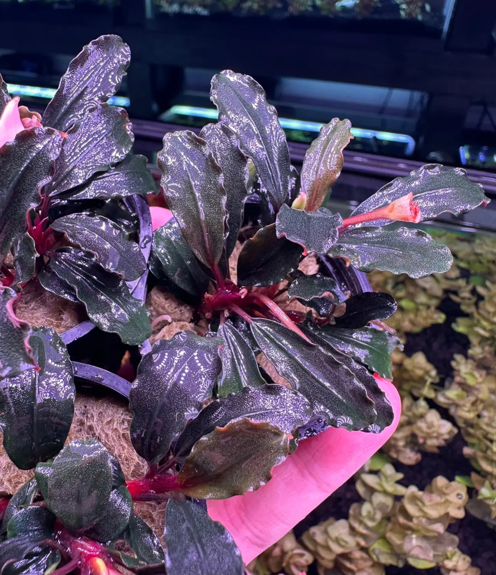 Bucephalandra Brownie Ghost Pale Veins Subtle Color | Aquatic Motiv Bucephalandra Brownie Ghost Pale Veins Subtle Color | Aquatic Motiv
