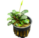 Bucephalandra Brownie Neo: vibrant green aquatic plant with budding flower