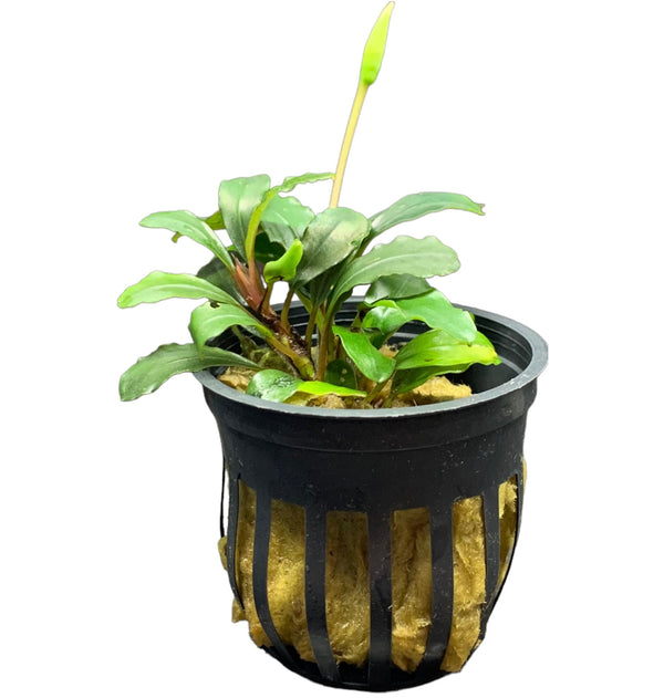 Bucephalandra Brownie Neo Pot - AquaticMotiv