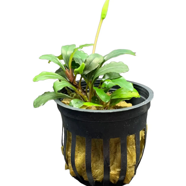 Bucephalandra Brownie Neo Compact Tufts for Wood | Aquatic Motiv