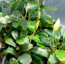 Bucephalandra Brownie Neo with glossy variegated leaves and white flower buds