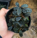 A potted bucephalandra brownie panjen plant with glossy dark green leaves in a black plastic pot