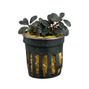 Bucephalandra brownie panjen aquatic plant with dark green glossy heart-shaped leaves in black netted pot with yellow moss