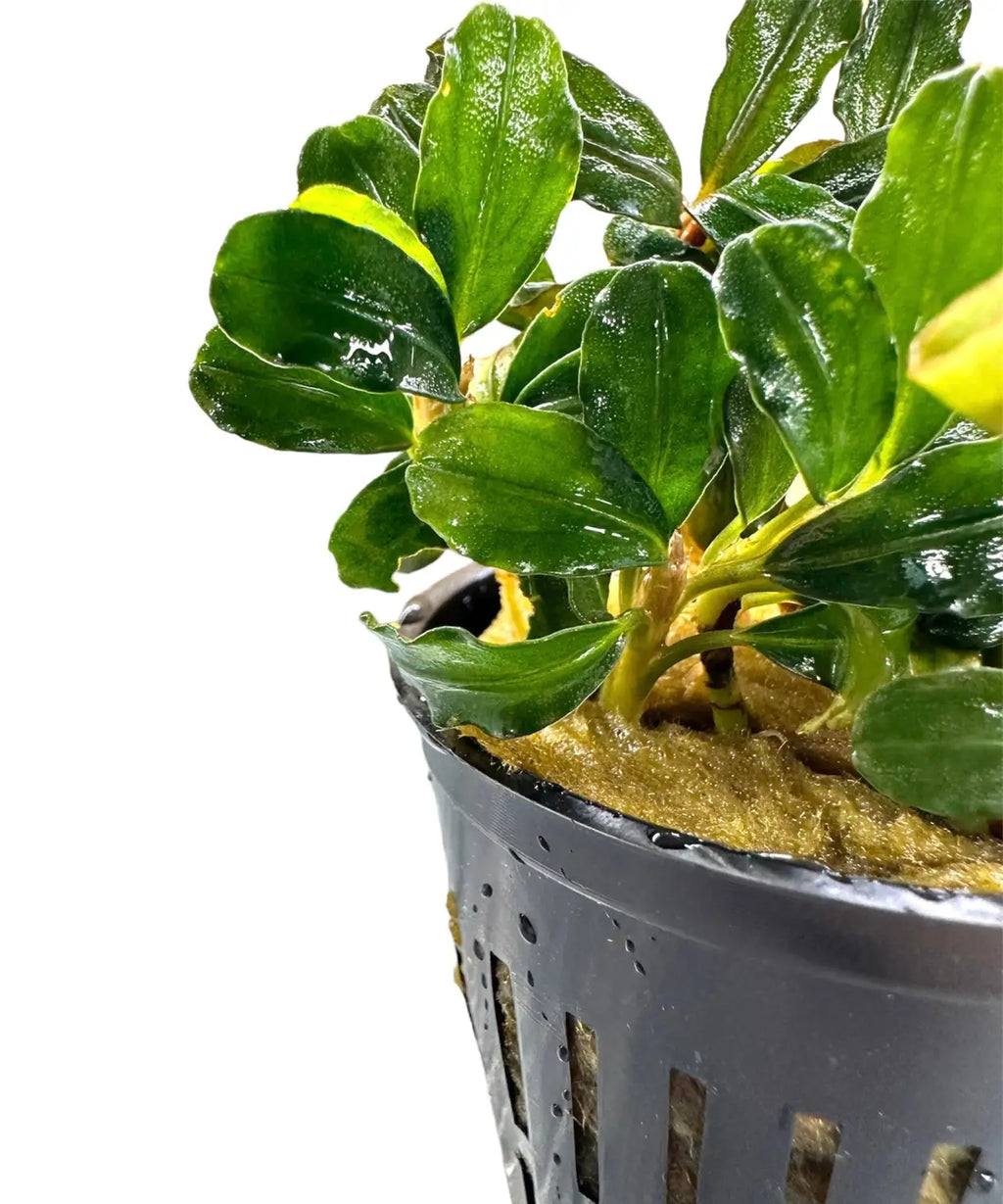 Phantom Bucephalandra Phantom Mini sp. 【ルージュ】Bucephalandra Phantom Bucephalandra Phantom Mini sp. 【ルージュ】Bucephalandra