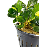 Bucephalandra Brownie Phantom in dark gray pot with glossy green leaves