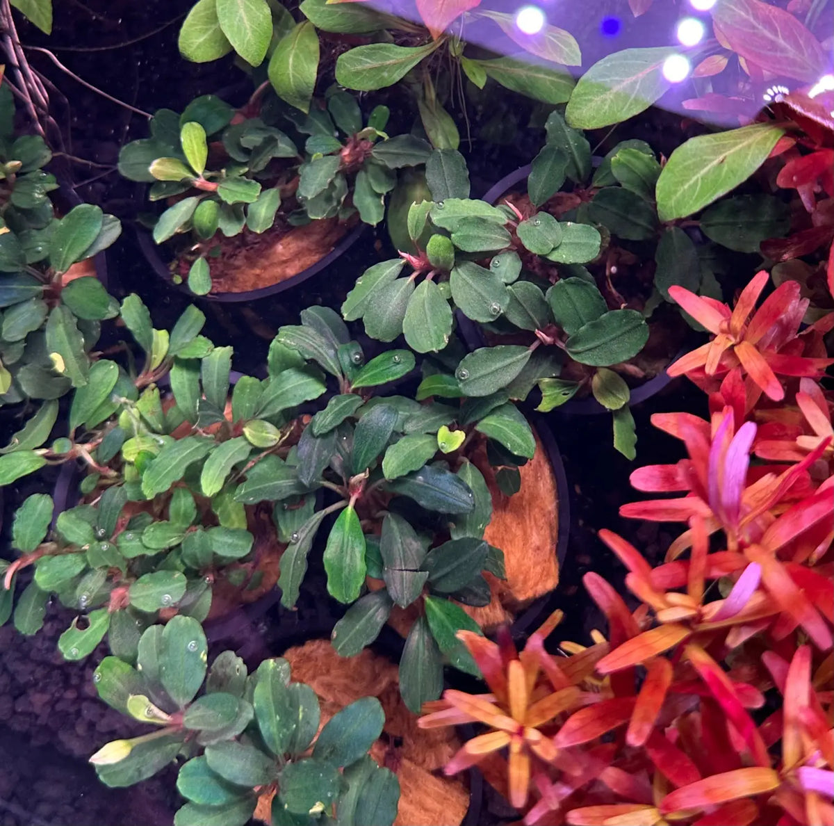 Bucephalandra Brownie Phantom Deep Color Accent | Aquatic Motiv