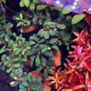 Bucephalandra Brownie Phantom - [AquaticMotiv]