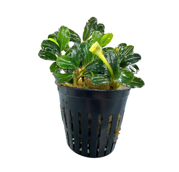 Bucephalandra Brownie Phantom - [AquaticMotiv]