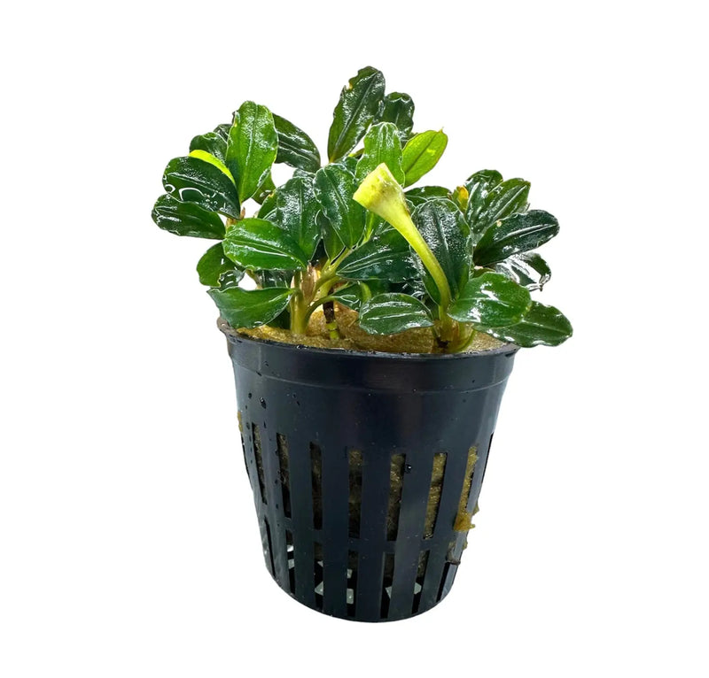 Bucephalandra Brownie Phantom Deep Color Accent | Aquatic Motiv Bucephalandra Brownie Phantom Deep Color Accent | Aquatic Motiv