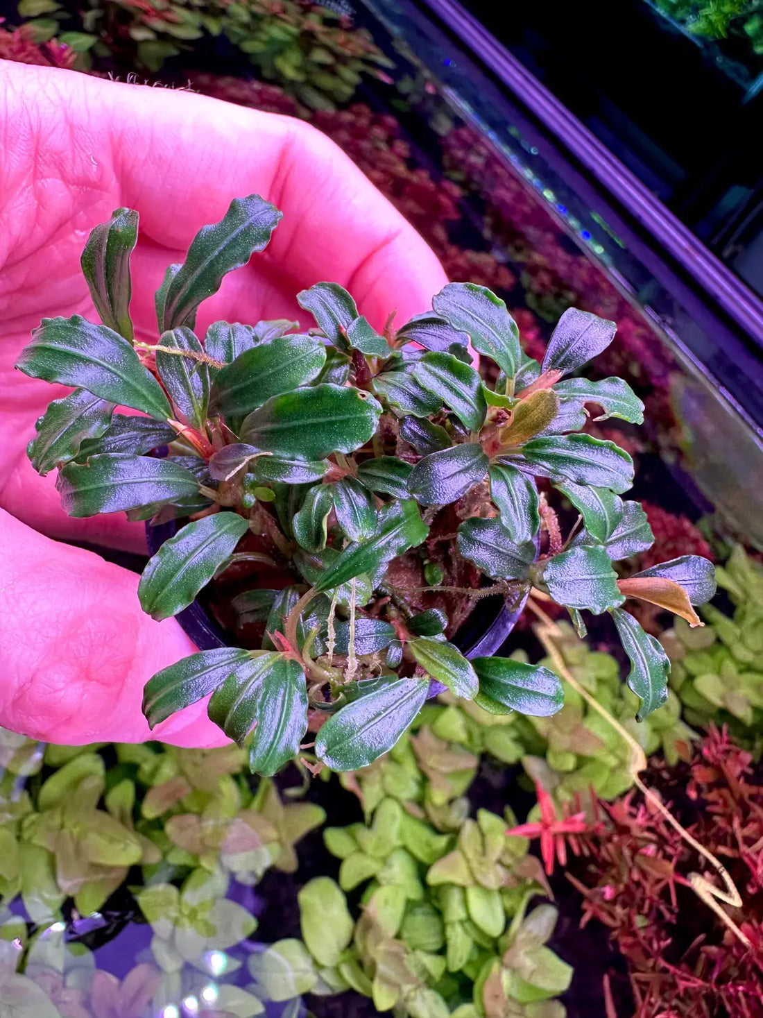 Bucephalandra Brownie Phantom Deep Color Accent | Aquatic Motiv Bucephalandra Brownie Phantom Deep Color Accent | Aquatic Motiv