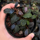 A small potted Bucephalandra Brownie Phoenix plant with glossy dark green and purplish leaves in a black plastic pot