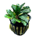 Bucephalandra Brownie Phoenix in black netted pot