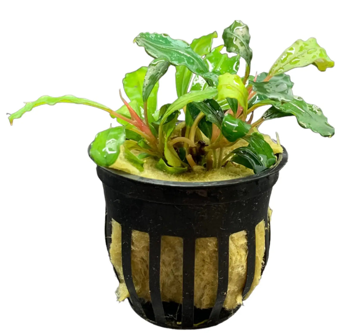 Bucephalandra Brownie Purple for Natural Color | Aquatic Motiv