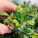 Bucephalandra Brownie Purple in black pot with moss