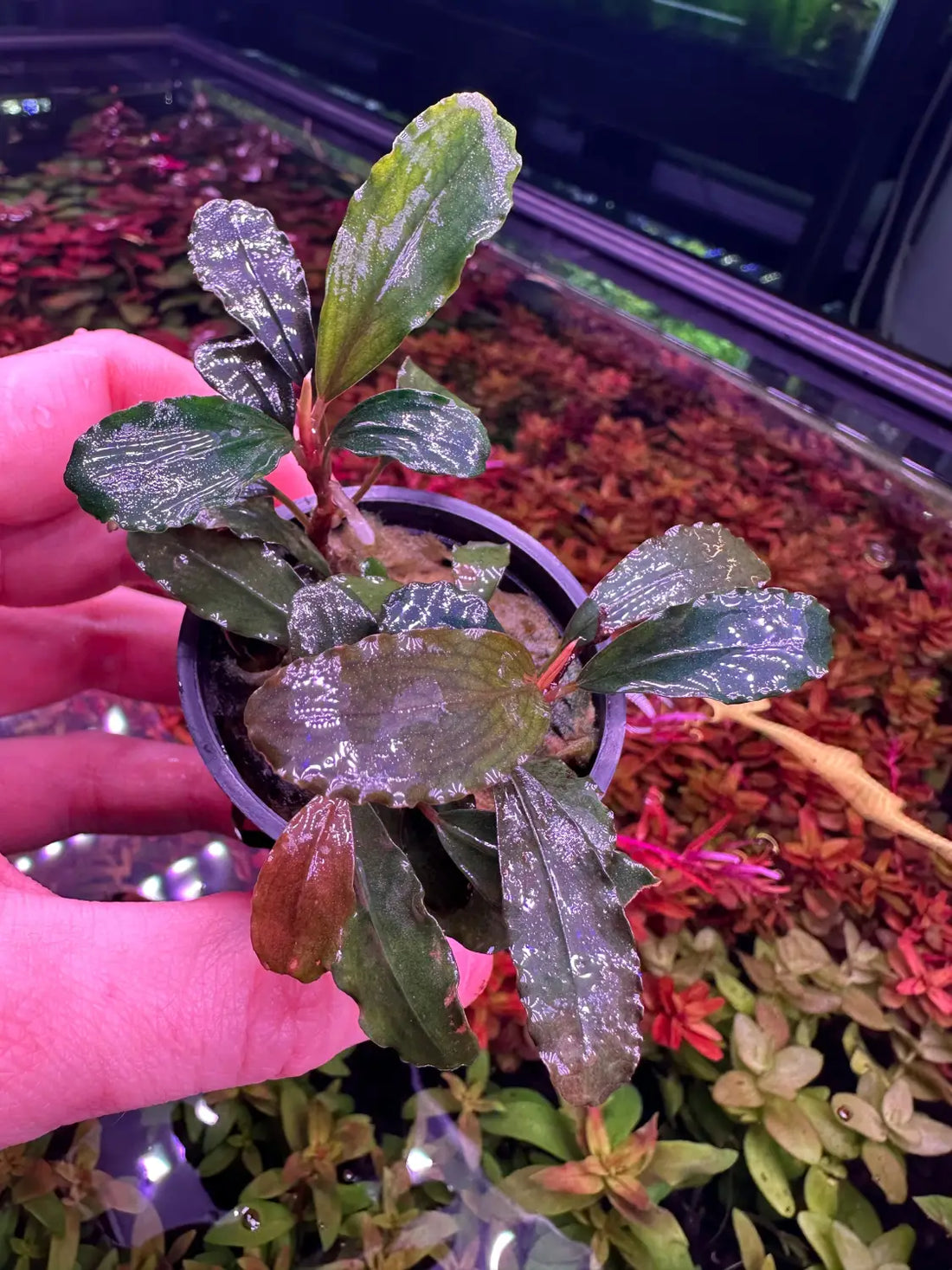 Bucephalandra Brownie Purple for Natural Color | Aquatic Motiv