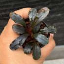A small potted bucephalandra brownie satan aquatic plant with dark glossy leaves and reddish stems