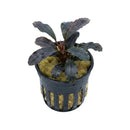 Bucephalandra brownie satan dark purple aquatic plant with glossy wavy leaves in black plastic net pot