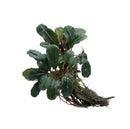 Bucephalandra brownie sp aquatic plant with dark green broad waxy leaves and dense root system
