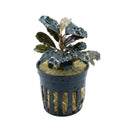A dark glossy leafy bucephalandra plant with reddish-brown stems and a pale yellow-green leaf in a black pot with substrate