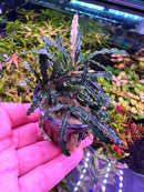 Bucephalandra Catherinae plant in clear pot with wavy green leaves