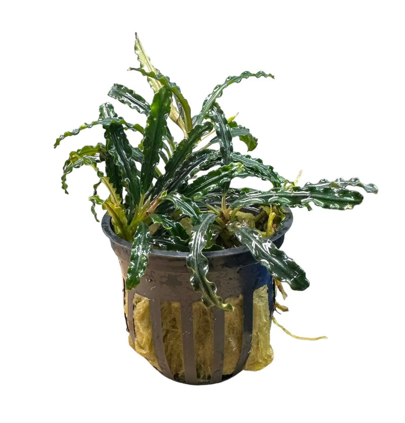 Bucephalandra Plants for Aquascaping Detail | Aquatic Motiv – Page 2