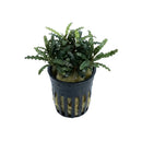 A lush Bucephalandra Catherine Sekadau aquatic plant with dark green wavy leaves in a black plastic net pot